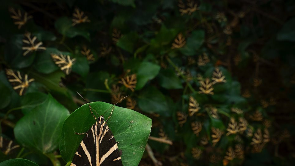 Letnje okupljanje - fotografija šumovite udoline na grčkom ostrvu Parosu, gde je drveće obavijeno bršljanom i mnoštvom noćnih leptira, koju je napravio Aleksis Tinker Cavalas, takmičila se u kategoriju 15 do 17 godina. Aleksis kaže da je želeo da snimi upravo ovakav pejzaž da pokaže raznovrsnost divljeg sveta u mračnom šipražju ove male šume.