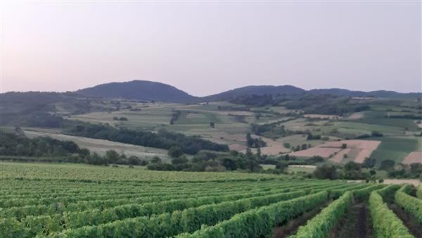 Vinograd 