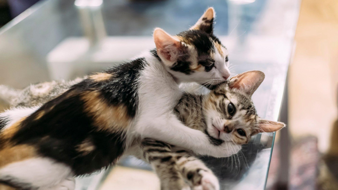 A calico cat with orange and black speckled coat and white belly nuzzles a brown and white kitten, with its paw around its face. They appear to be laying a glass table possible in a veterinary practice.