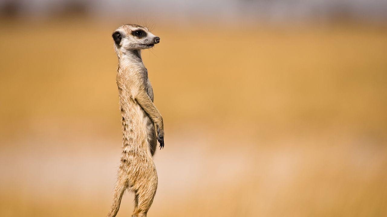 merkat