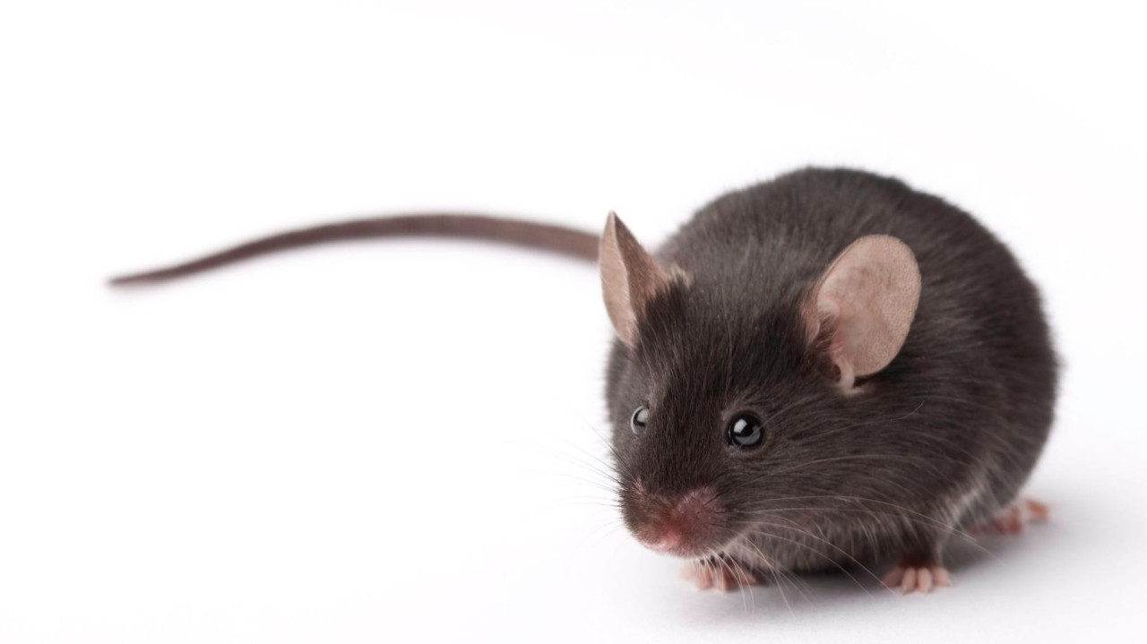 A brown mouse