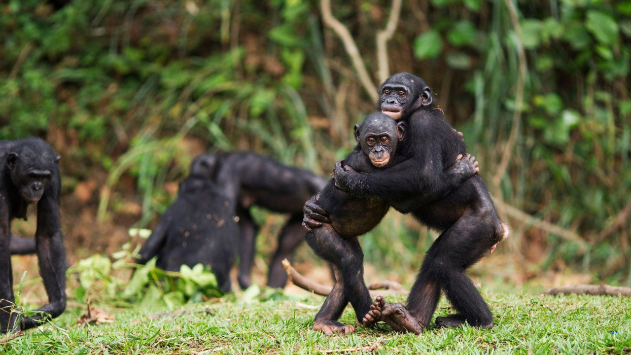 Bonobo majmuni 