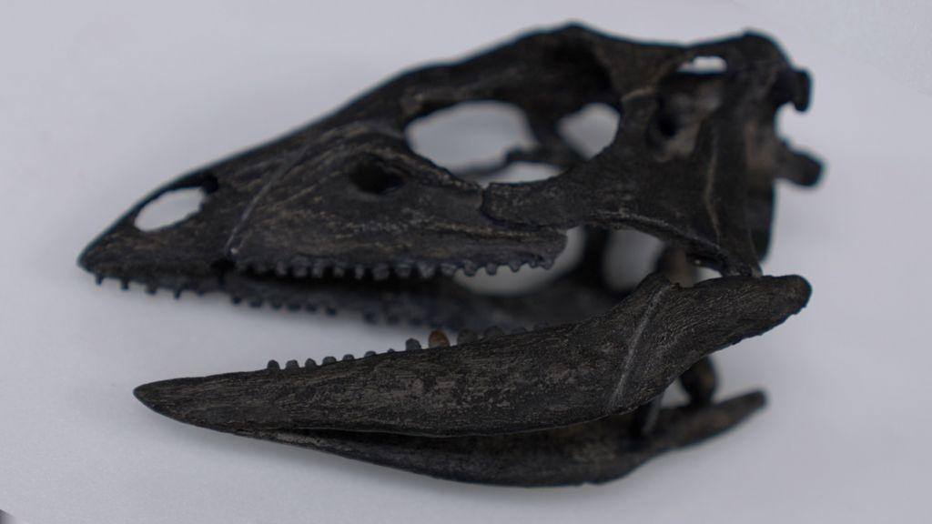 skelet dinosaurusa 