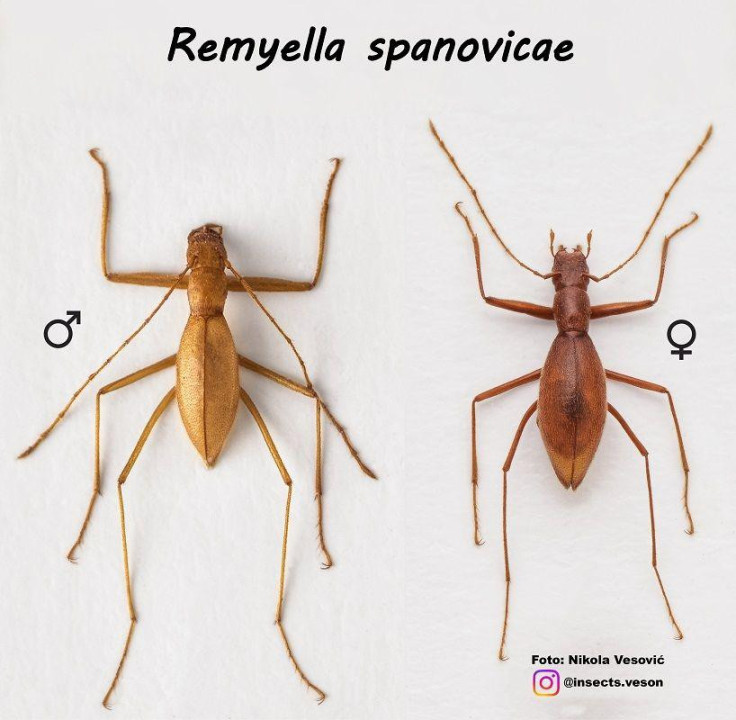 Mužjak (levo) i ženka (desno) 'Španovićkine remijele'