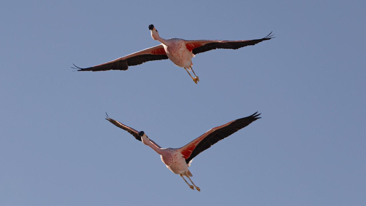 flamingosi