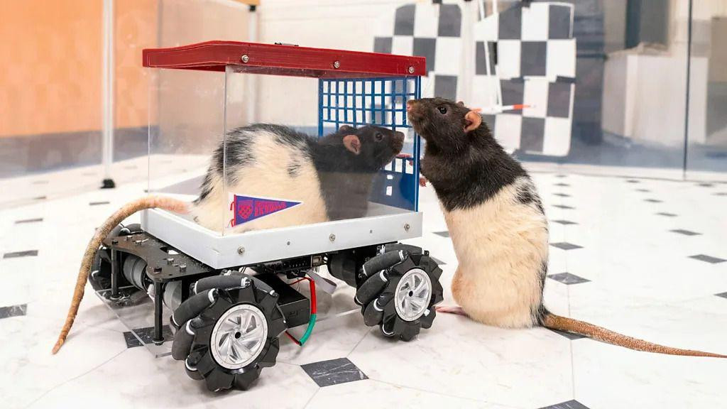 Način na koji su se pacovi prilagodili vožnji ovih minijaturnih automobila pokazuje kako se njihov mozak prilagođava učenju novih veština