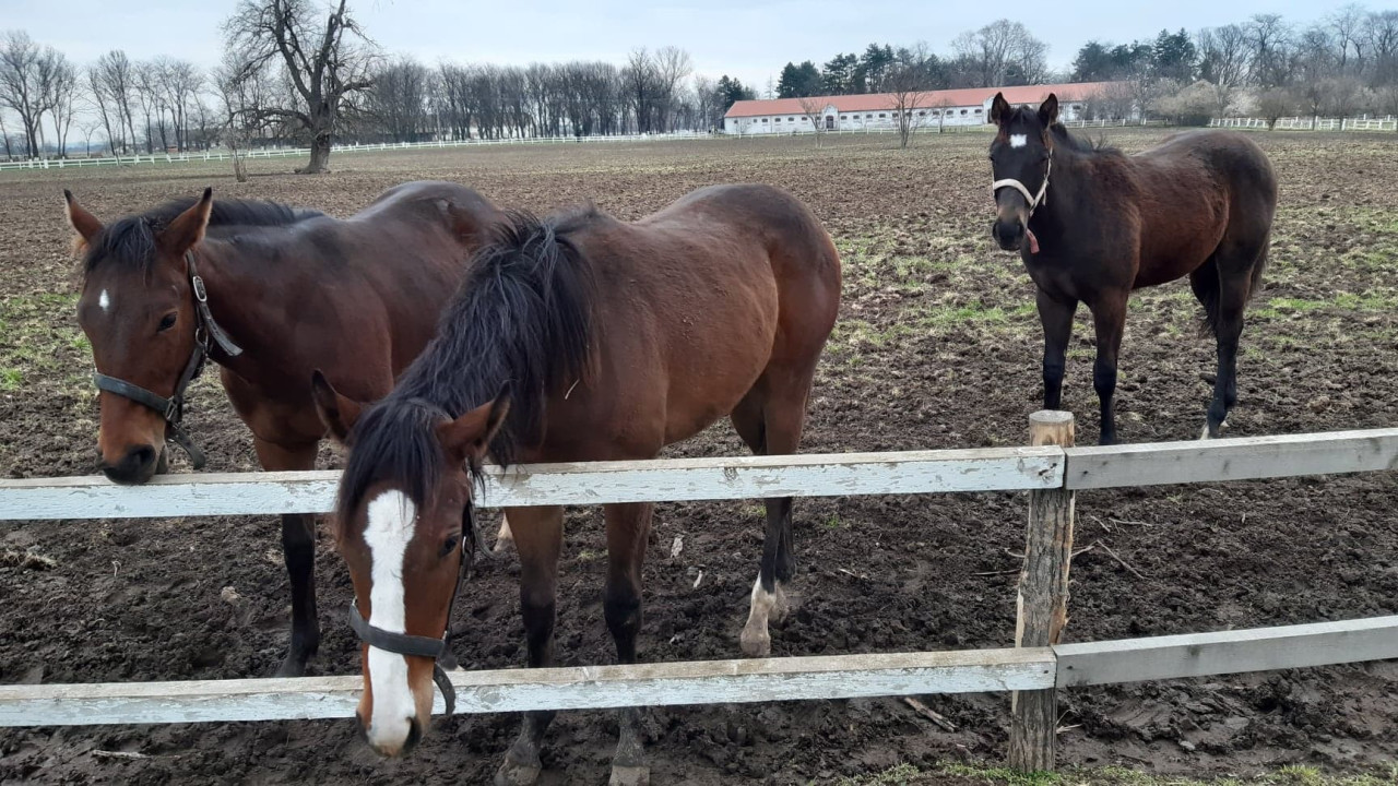 Foto/ T.Spasojević Ljubičevo padok
