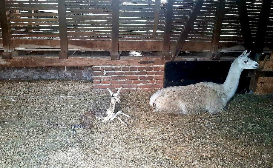 lama i mladunče 2