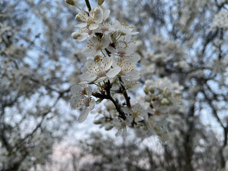 Foto: A. Stepanović/Boom93