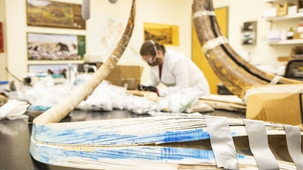 The tusks of a woolly mammoth in the lab