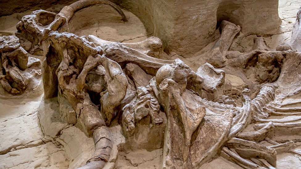 Mammoth's bones