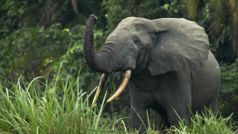 African elephant