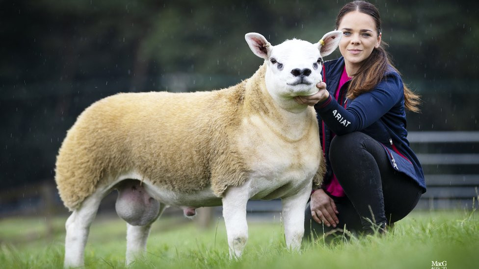 Prize sheep Double Diamond with a handler
