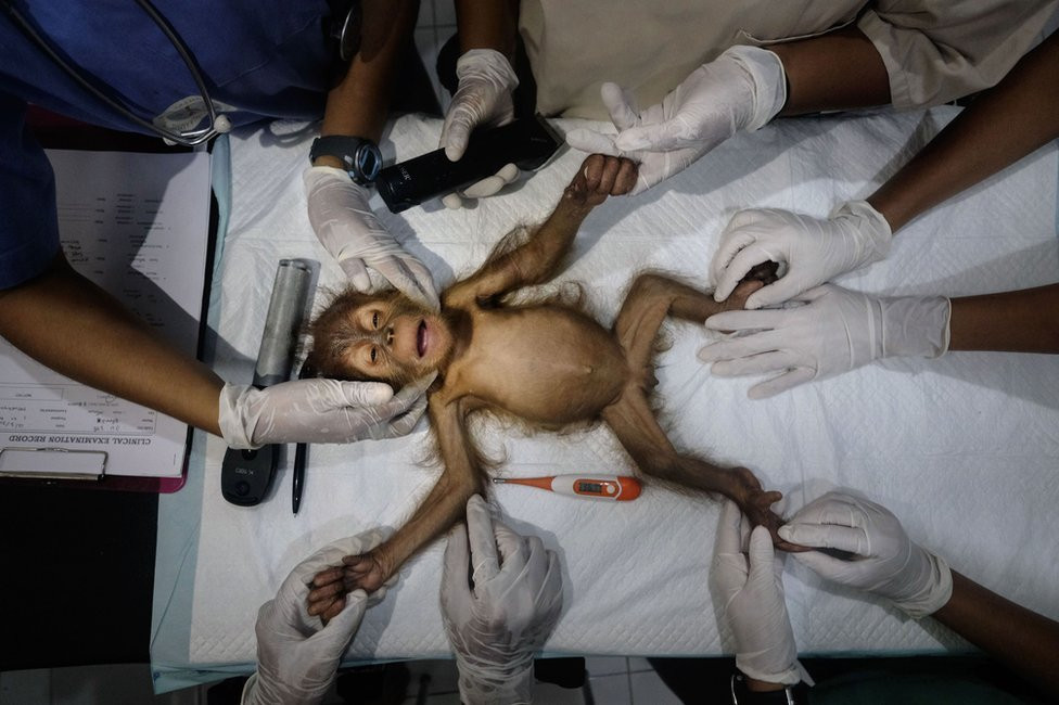 Tim specijalista uspavljuje mladunče orangutana i priprema ga za operaciju