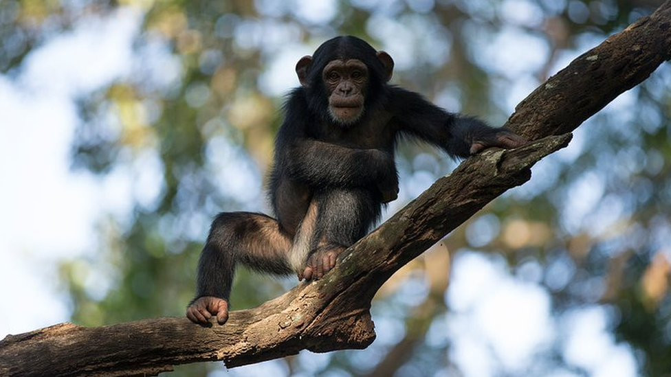 A chimpanzee