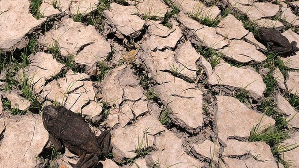 Dead frogs lie on a dry river bed