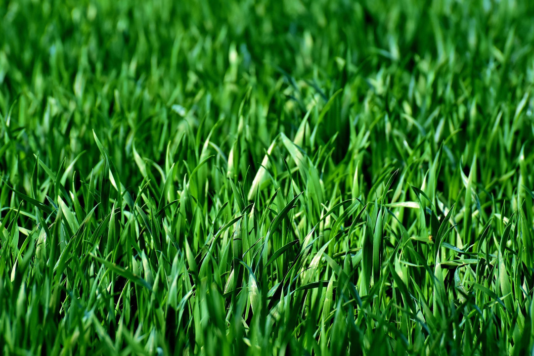 Foto: Pixabay ilustracija/Alexa